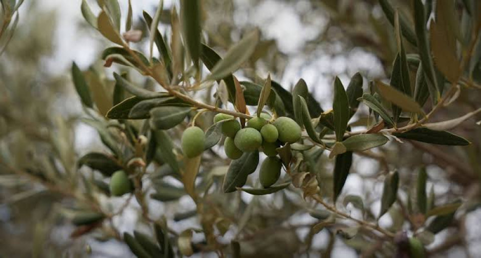مدير زراعة طرطوس تؤكد ارتفاع إنتاج الزيتون خلال الموسم الحالي